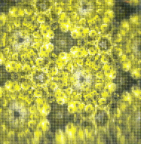 Dominic Lash and Seth Cooke - Canary