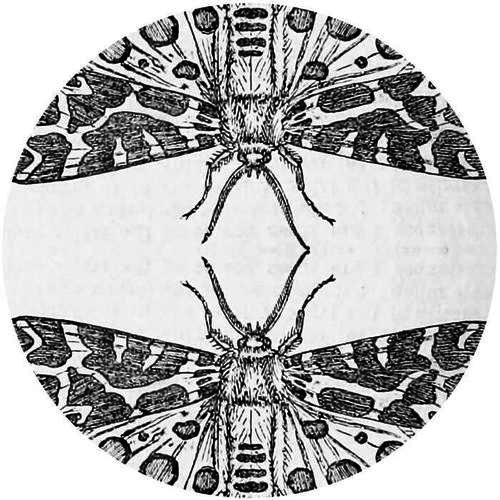 Jute Gyte - The Sparrow