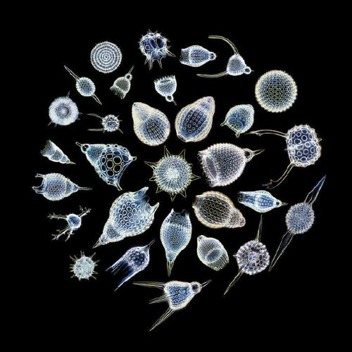 Sea Nymphs - On The Dry Land